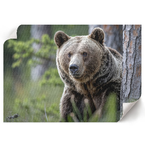 Poster bilder Bär im Wald