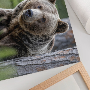Poster bilder Bär im Wald