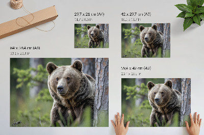 Poster mit einem Motiv eines Bären im Wald