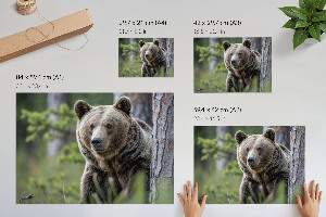 Poster bilder Bär im Wald