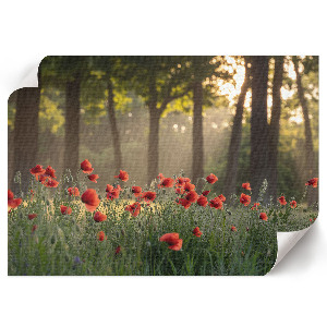 Poster bilder Mohnblumen und Wald