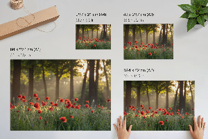 Poster bilder Mohnblumen und Wald