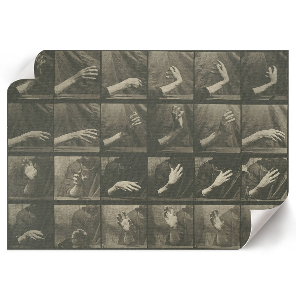 Plakat Tierische Fortbewegung