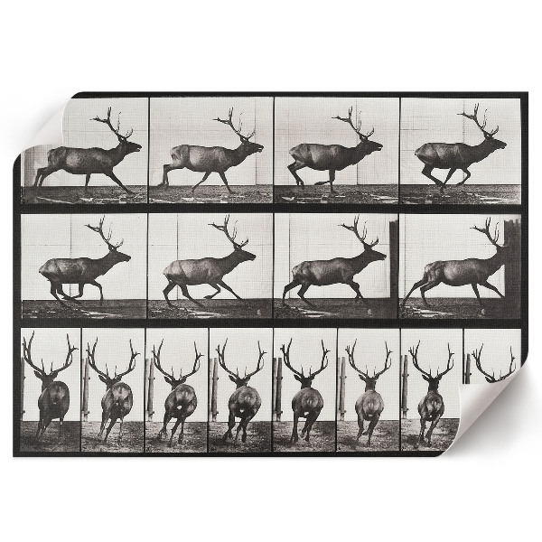 Wandposter Tierische Fortbewegung