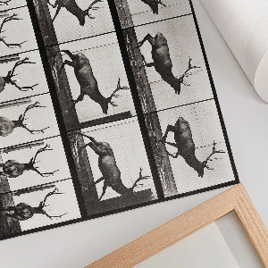 Wandposter Tierische Fortbewegung