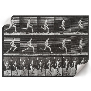 Poster bilder Tierische Fortbewegung