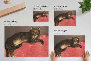 Plakat Katze auf dem Kissen